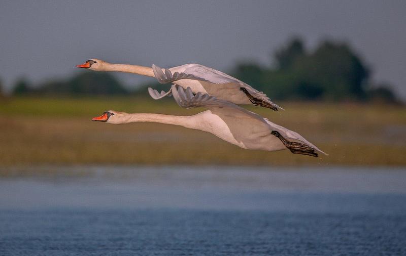 фото сделано в Астраханской обл ЛЕБЕДИ   фото превью