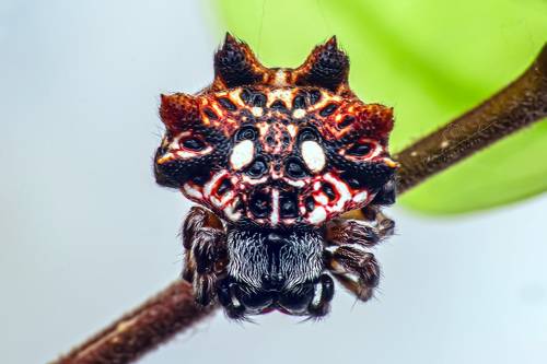 Thelacantha brevispina