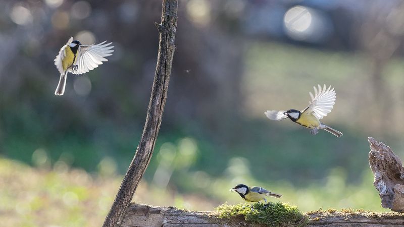 Большой фото превью