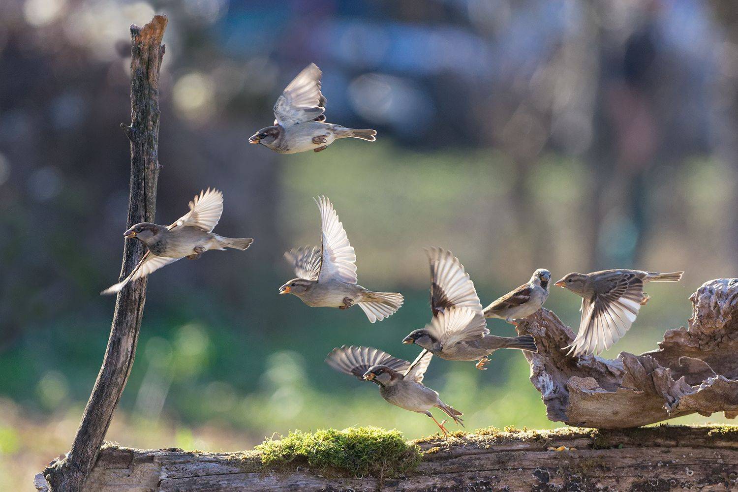 , Евгени Стефанов