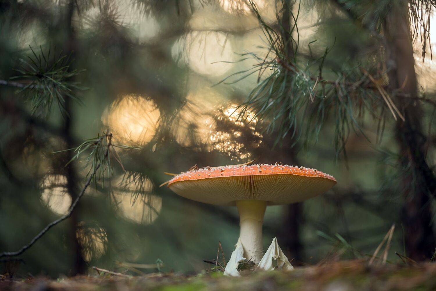 , Илья Михеев