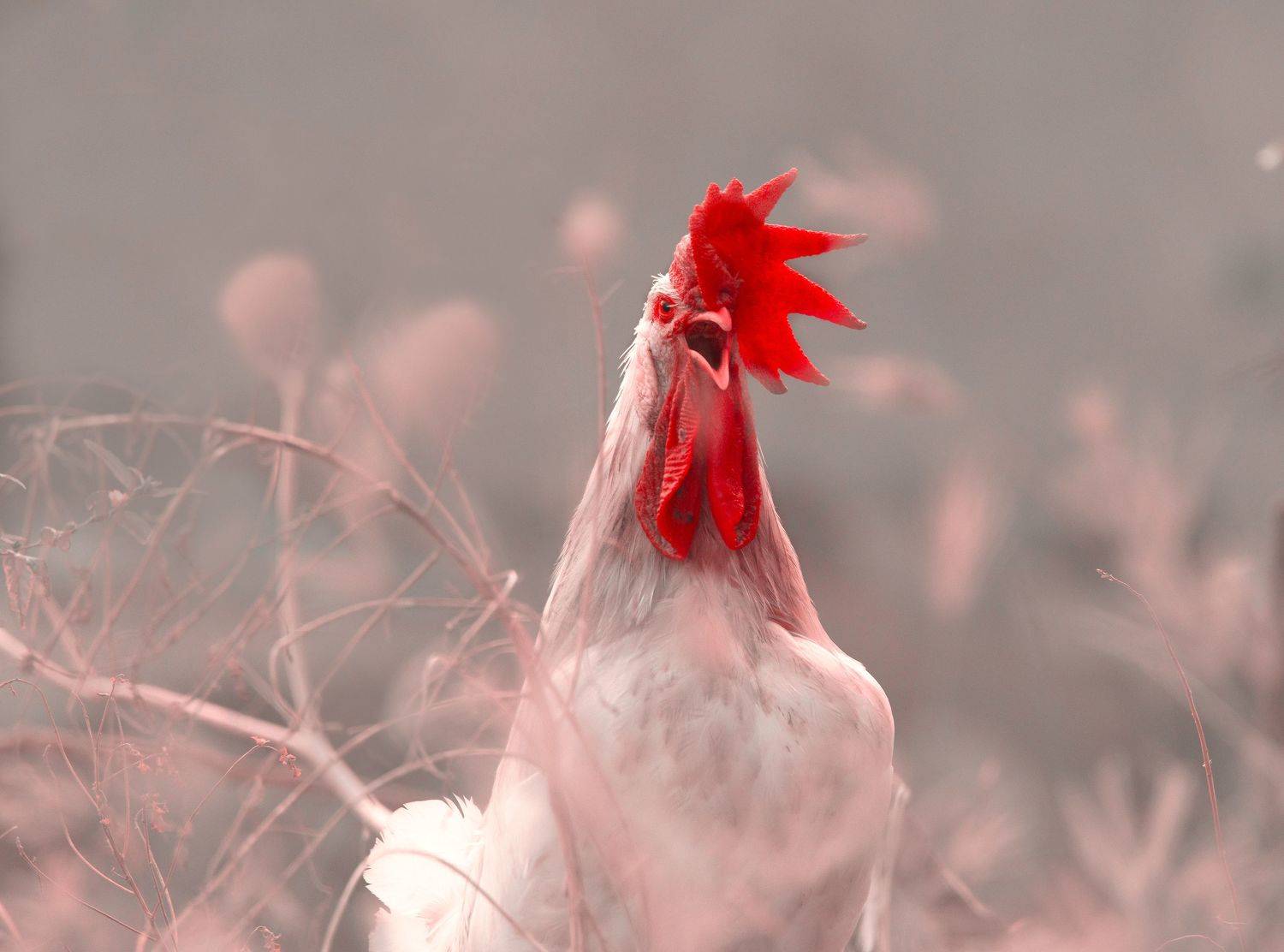 closeup, bird, birds, wild, wings, beauty, nature, swan, feather, spread, little sparrow,animal,animals,nikon,tailorbird,portrait,eyes,rooster,hen,chicken, G N RAJA