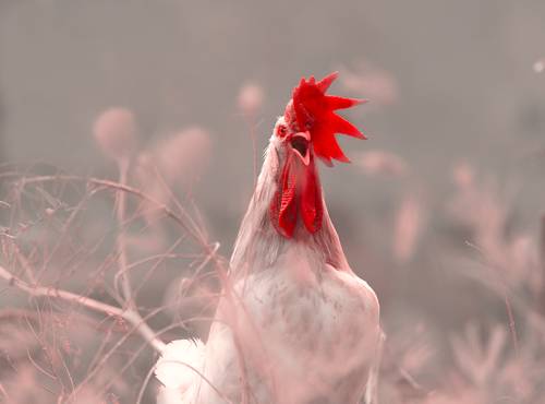 Rooster