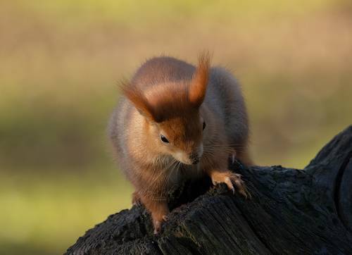 Red Squirrel