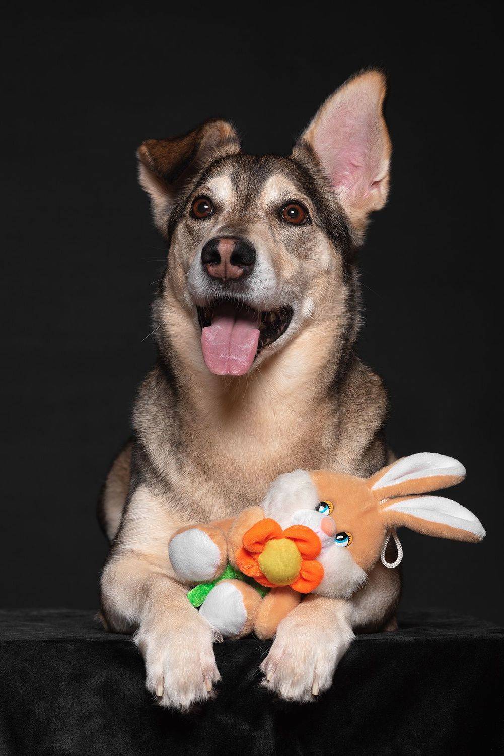 собака, животное, Евгений Крутиков