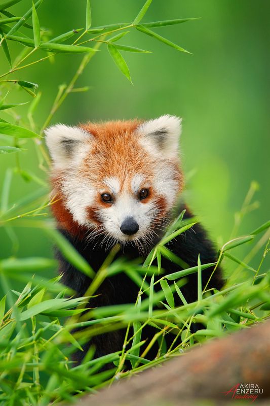 Red Panda (Ailurus fulgens) фото превью