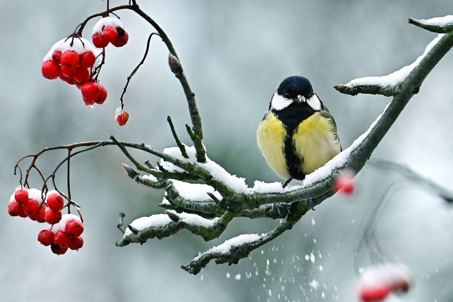 , Чернобай Анна