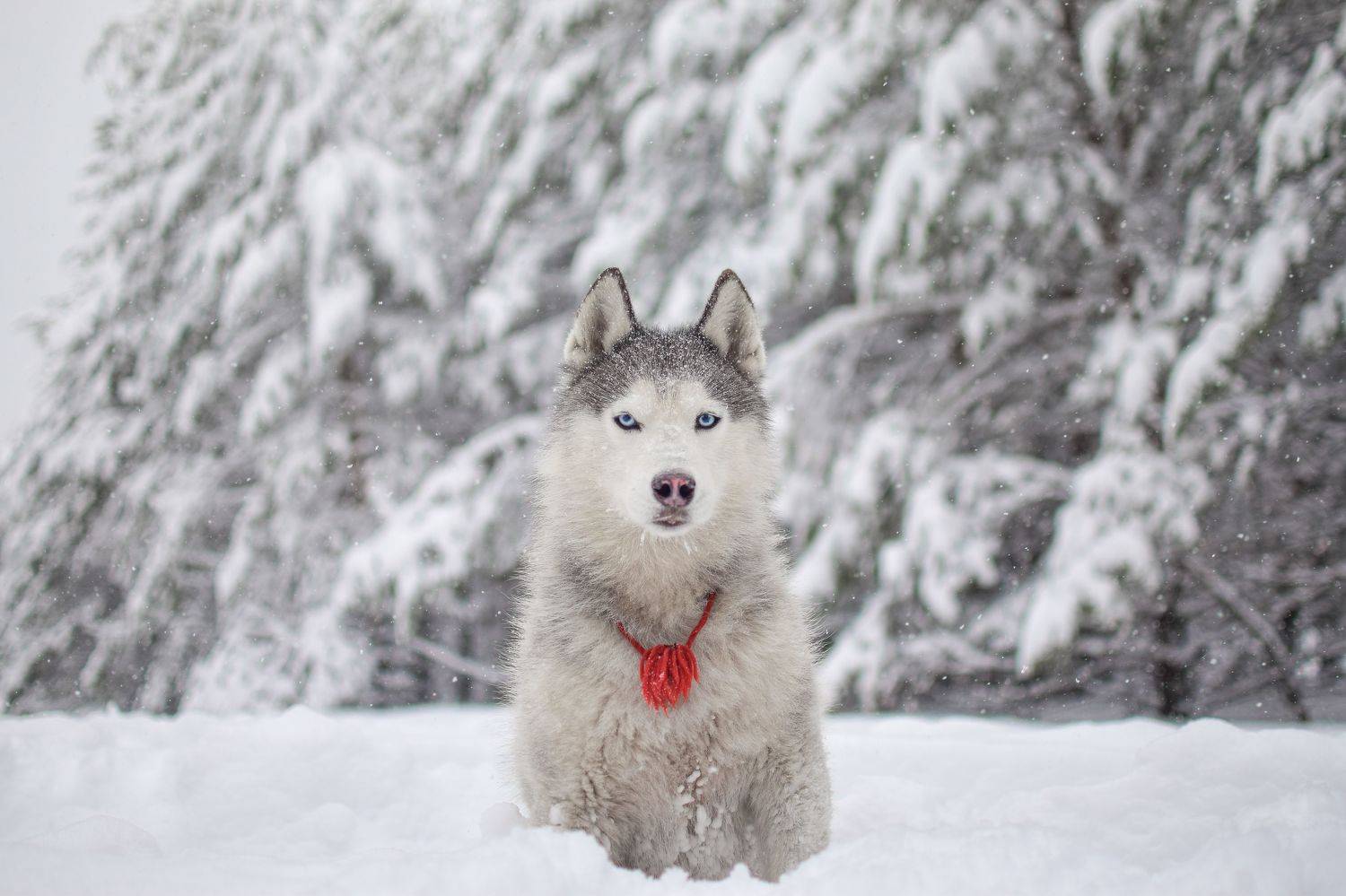 , Мария Яропольская