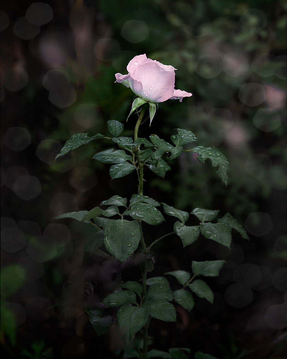 роза, Александр Степочкин