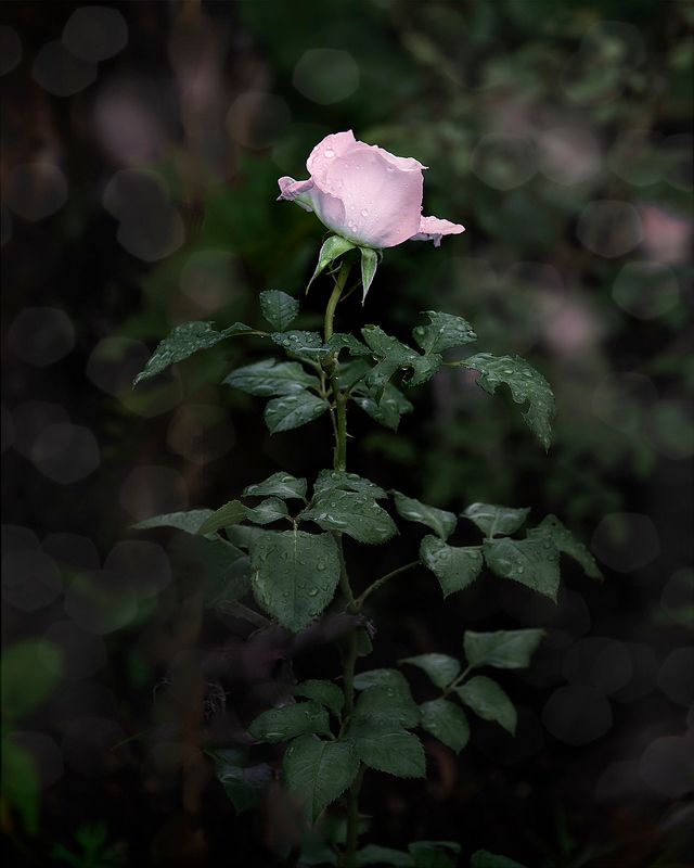 роза  фото превью