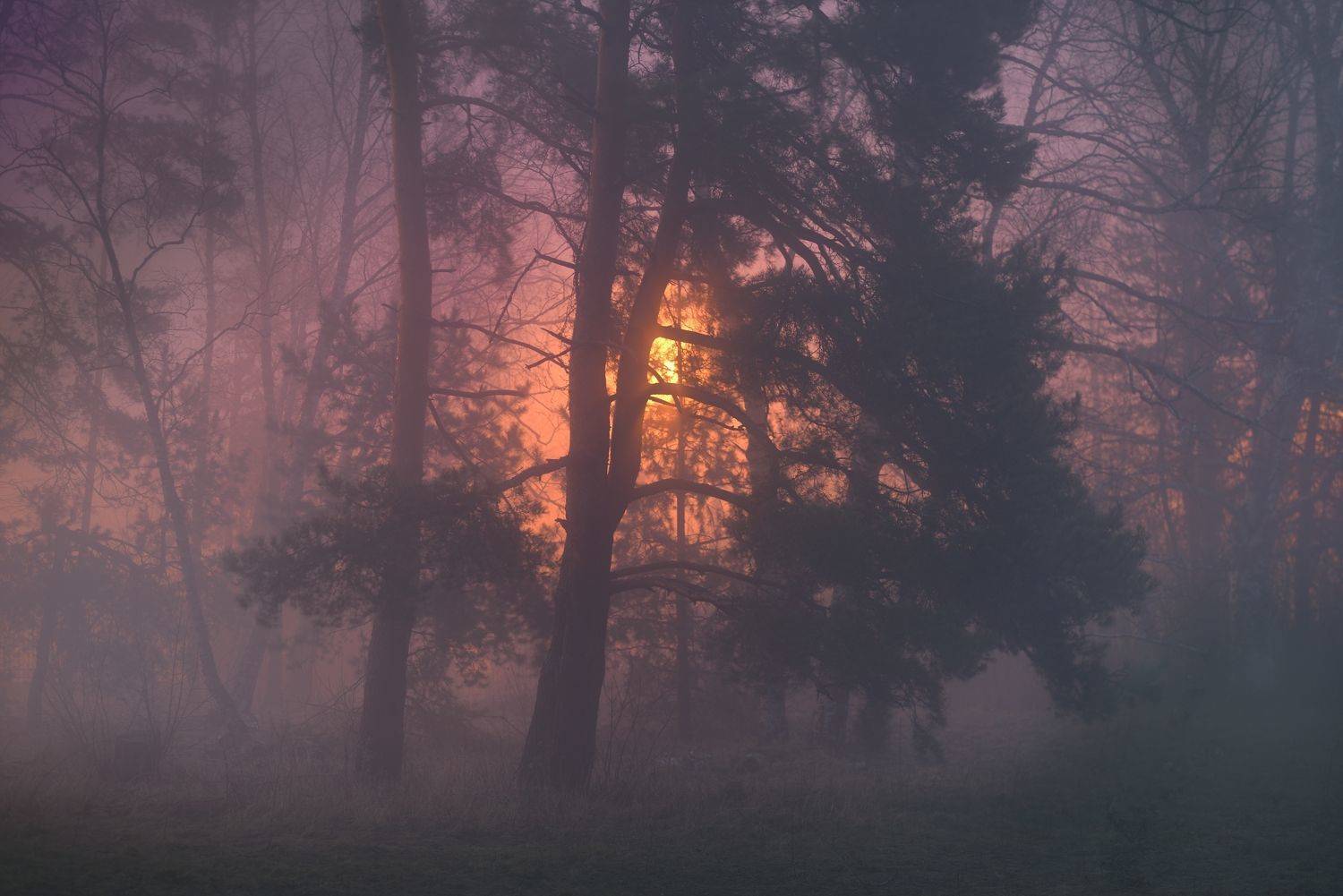 зима туман лес ночь, Александр Жарников