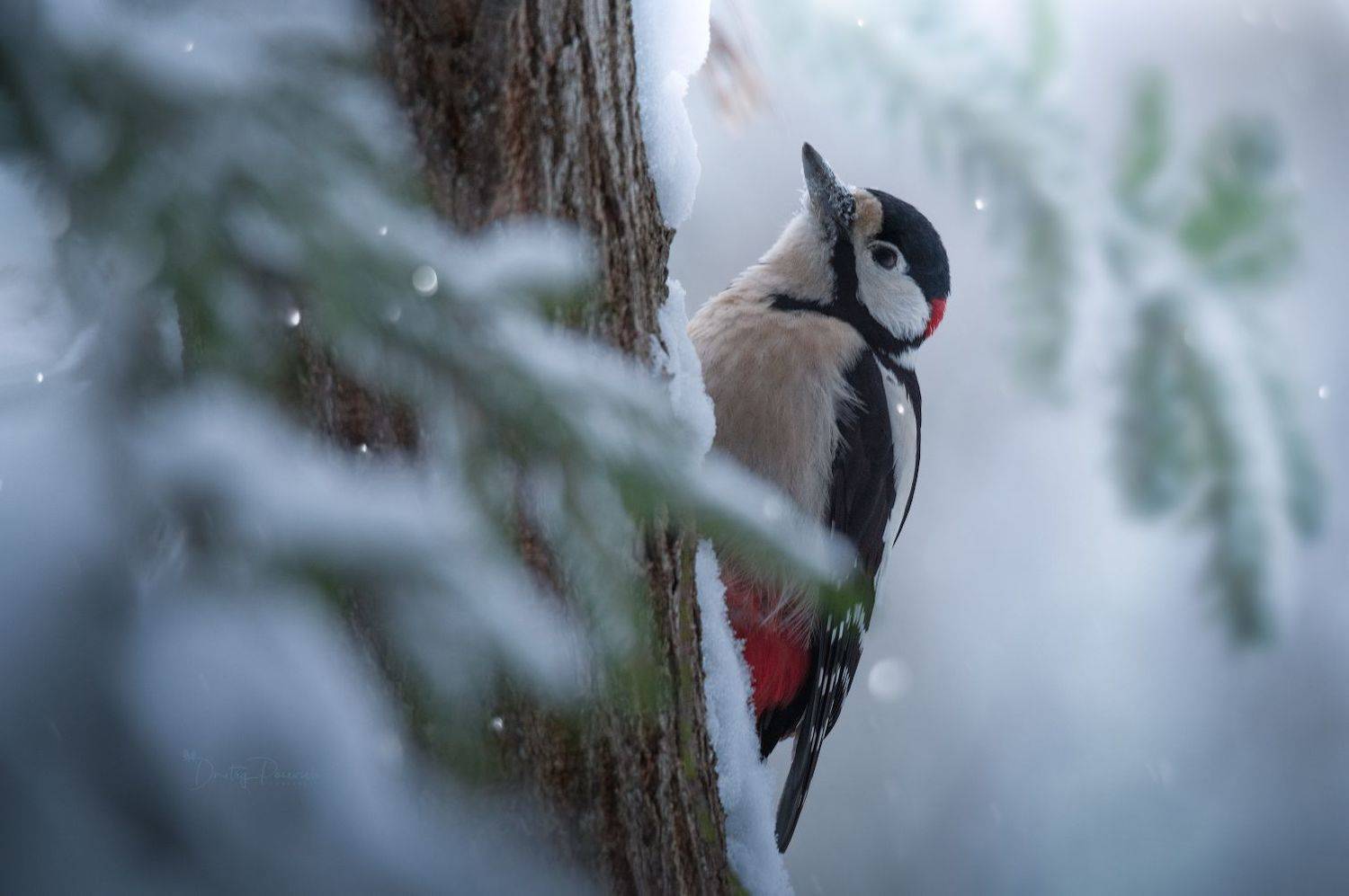 природа, лес, поля, огороды, животные, птицы, макро, Посевич Дмитрий