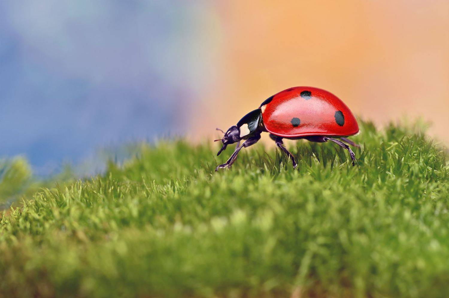 ceclii, macro, Ganev Tsvetan