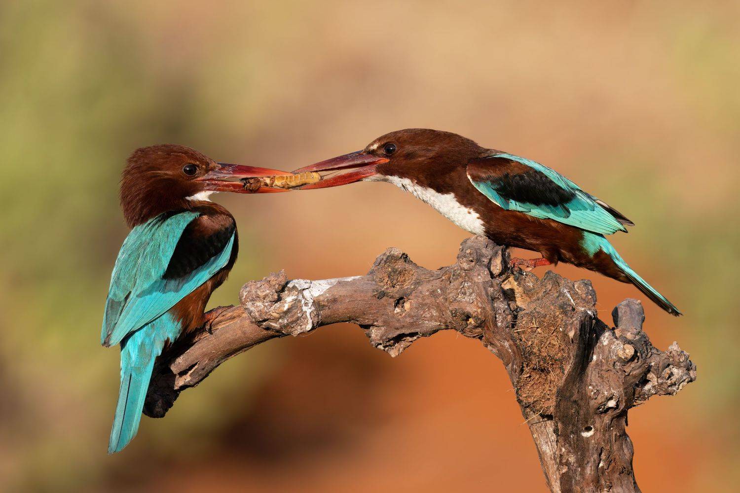 , Фруман Евгений