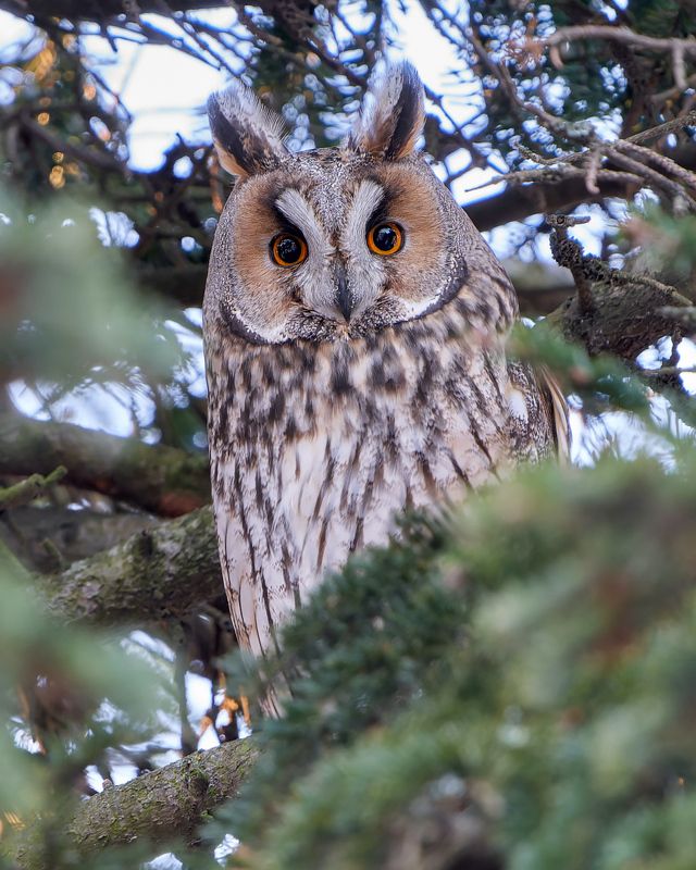 птицы, сова, ушастая сова Ушастая сова фото превью