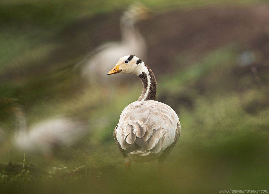 Bar-headed goose , Dr Ajay Kumar Singh
