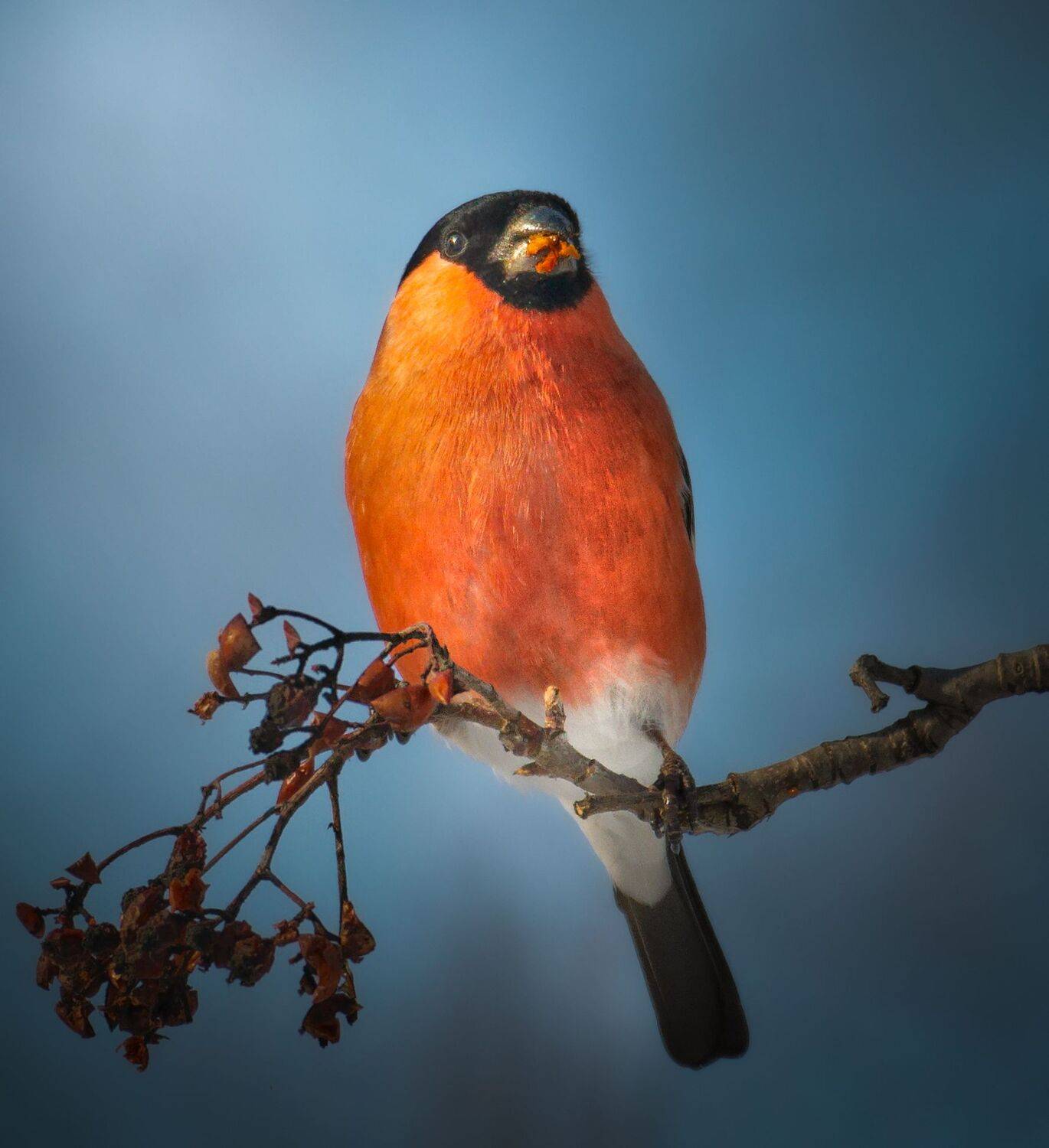 птицы России, птицы Москвы, фотоохота, наблюдение за птицами, птица, птицы, орнитология, nikon, birding, birdwatching, bird freak, Никон Александр