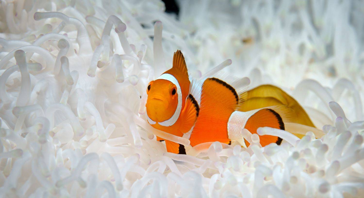 , Савин Андрей