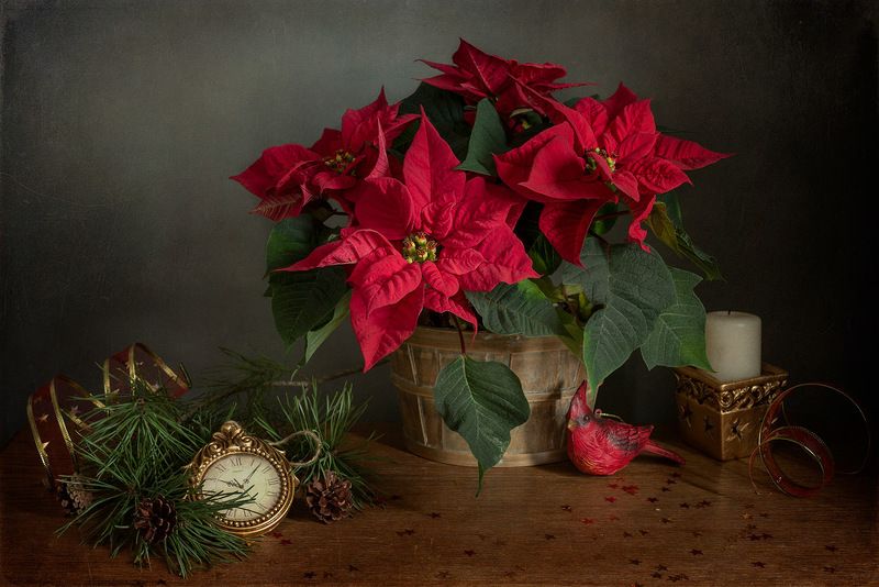 С пуансеттией фото превью