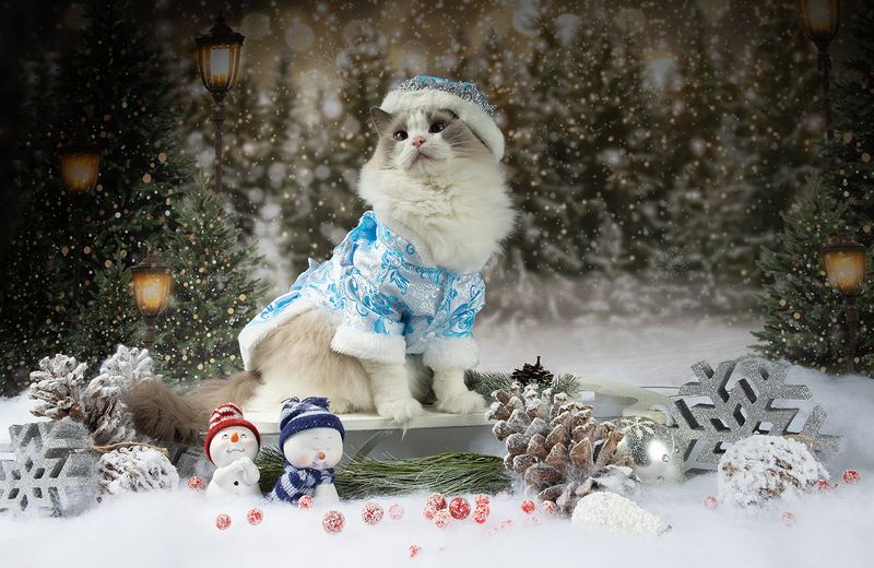 матильда, новый год, праздник, рэгдолл, сat, кошка, животные, кошки, ragdoll cat, ragdoll Матильда. Снегурочку - вызывали? Happy New Year! фото превью
