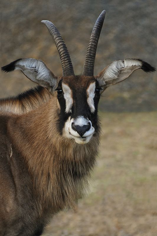 Hippotragus equinus фото превью