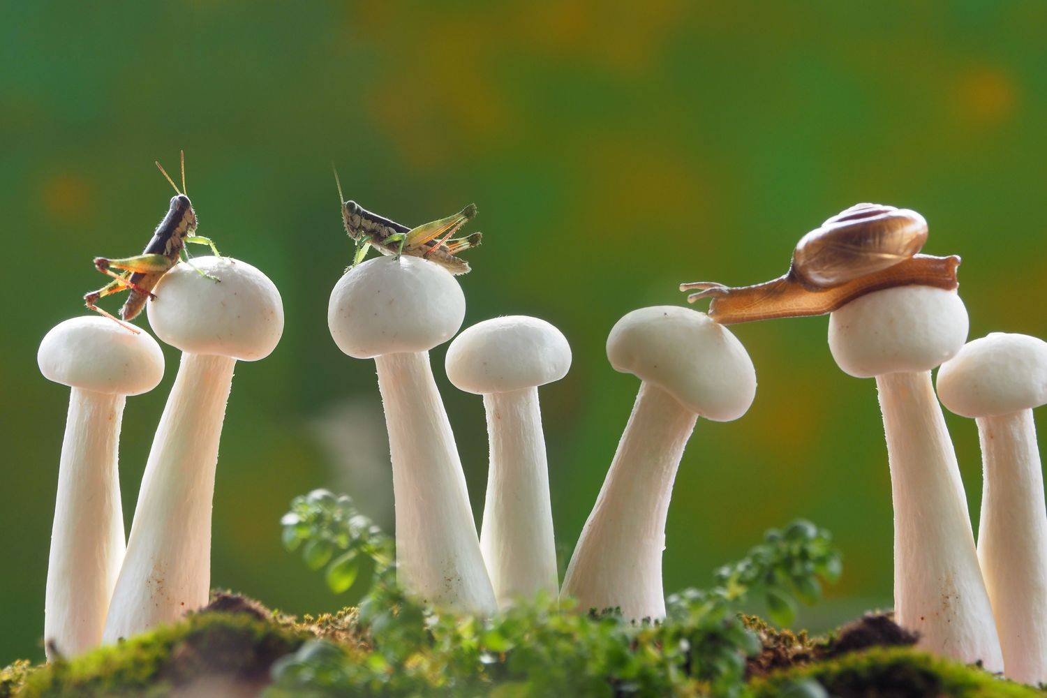 Macro , muhammad faishol husni