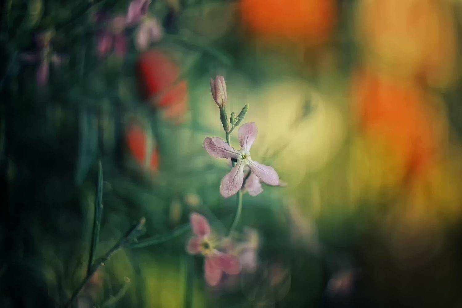 , Лайко Марина