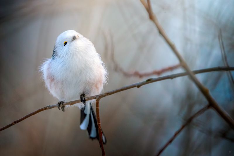 bird, wildlife, animal, Long-tailed tit New Year фото превью