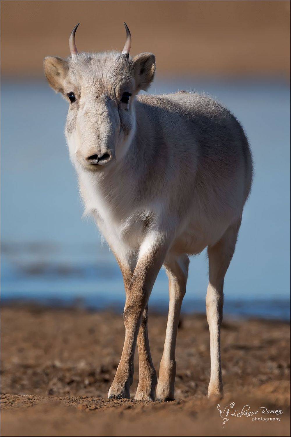 сайгак., заказник, Лобанов Роман