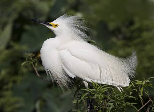 Happy New Year! Американская белая цапля - Snowy Egret.