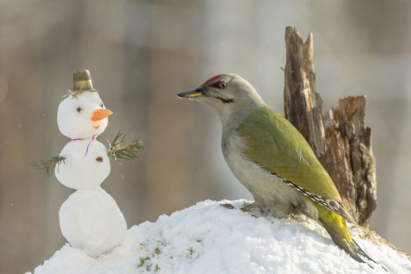 С Наступающим! фото превью