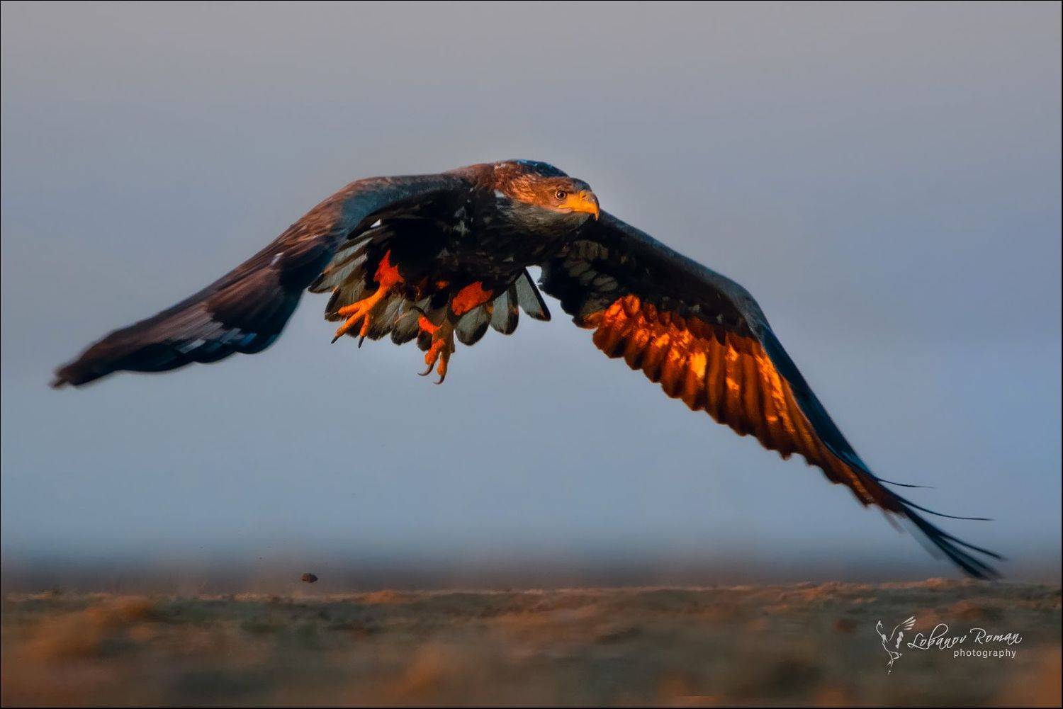 заказник, \, Лобанов Роман