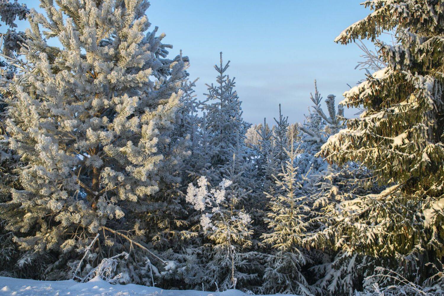 , Галина Луценко