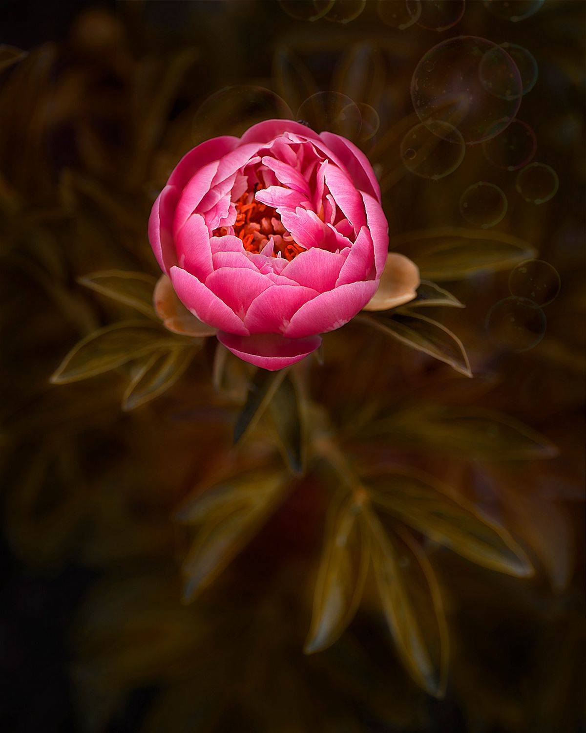 макро, пионы ,цветы, Александр Степочкин