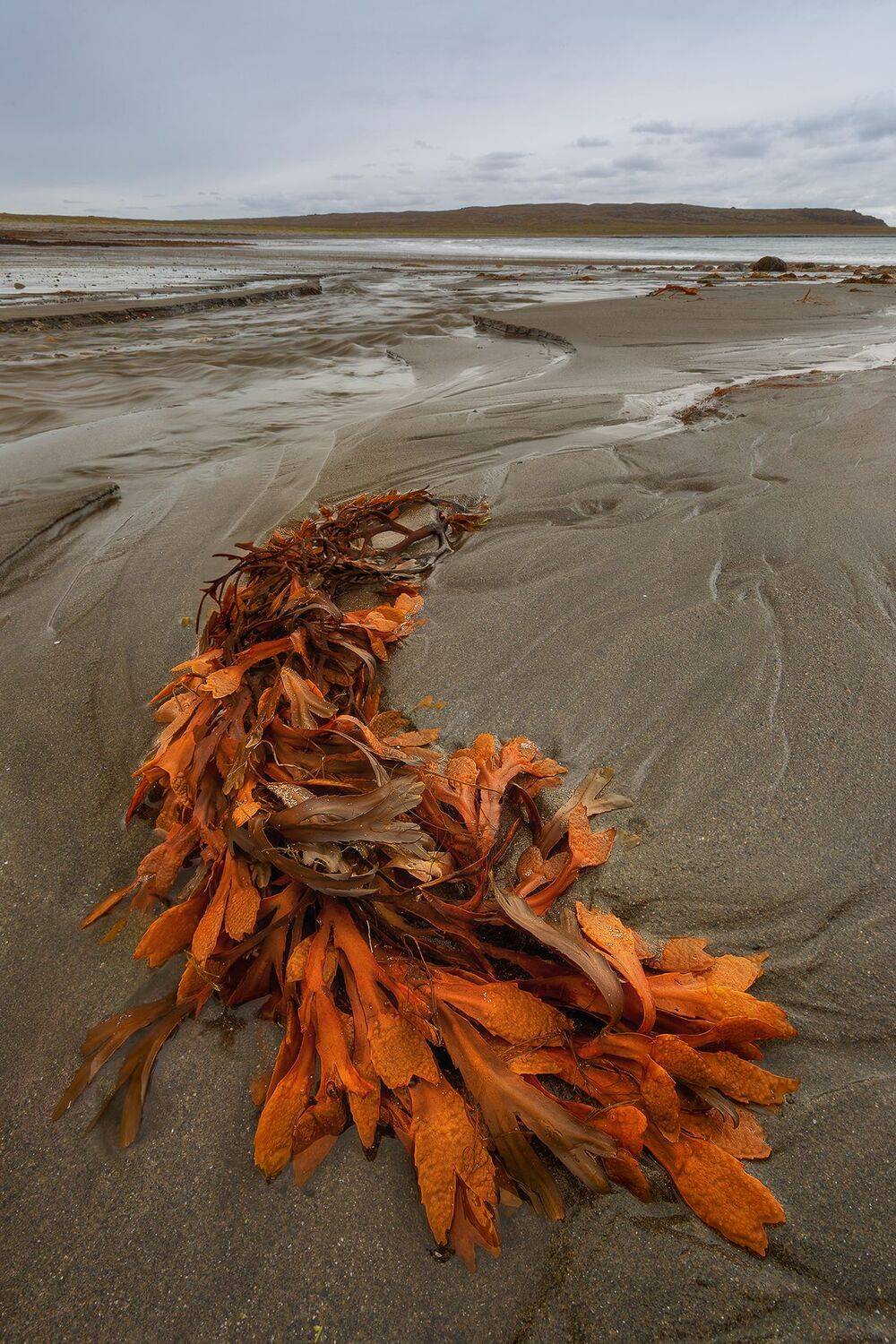 , Константин Маланин