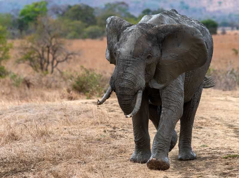 Африка Вы мне не нравитесь фото превью