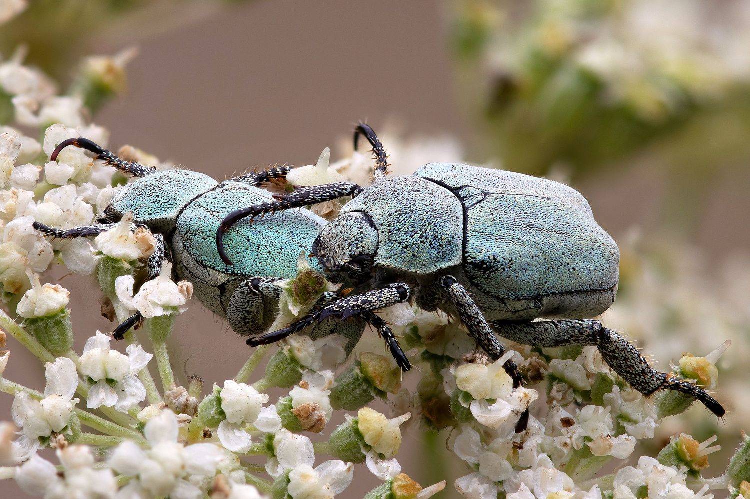 , Кузнецов Дмитрий