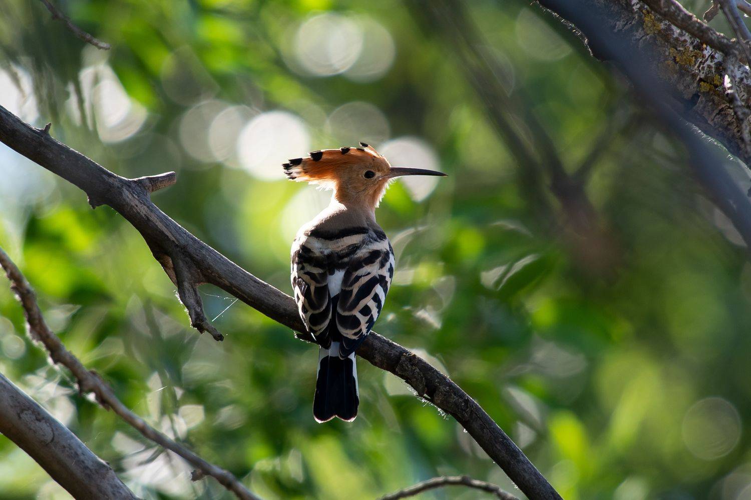 Upupa epops, bird, birds, birdswatchin ,volgograd, russia, wildlife, , Сторчилов Павел