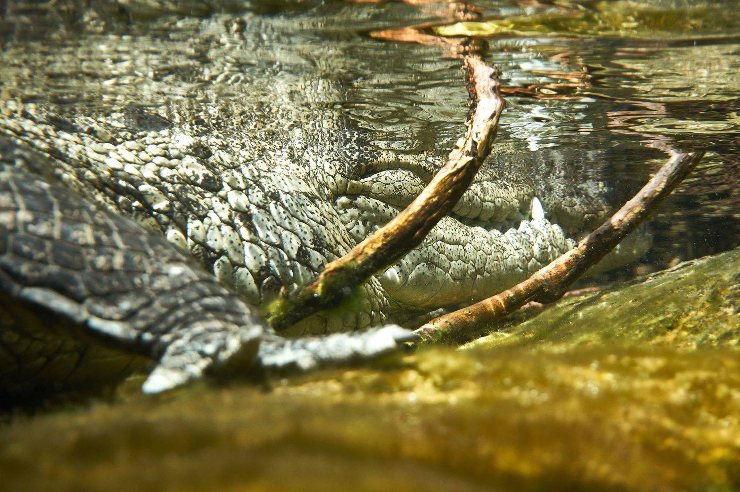 подводная фотосъемка, дайвинг, сенот, крокодил, погружение, подводная фотография, PAVEL PEREPECHAEV