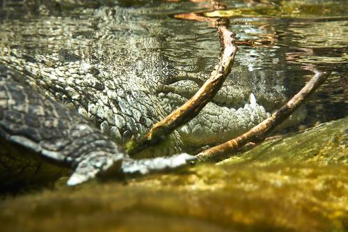 Crocodril / Крокодрил