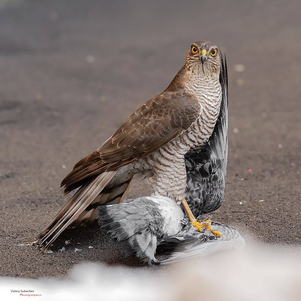 , Валерий Субачев