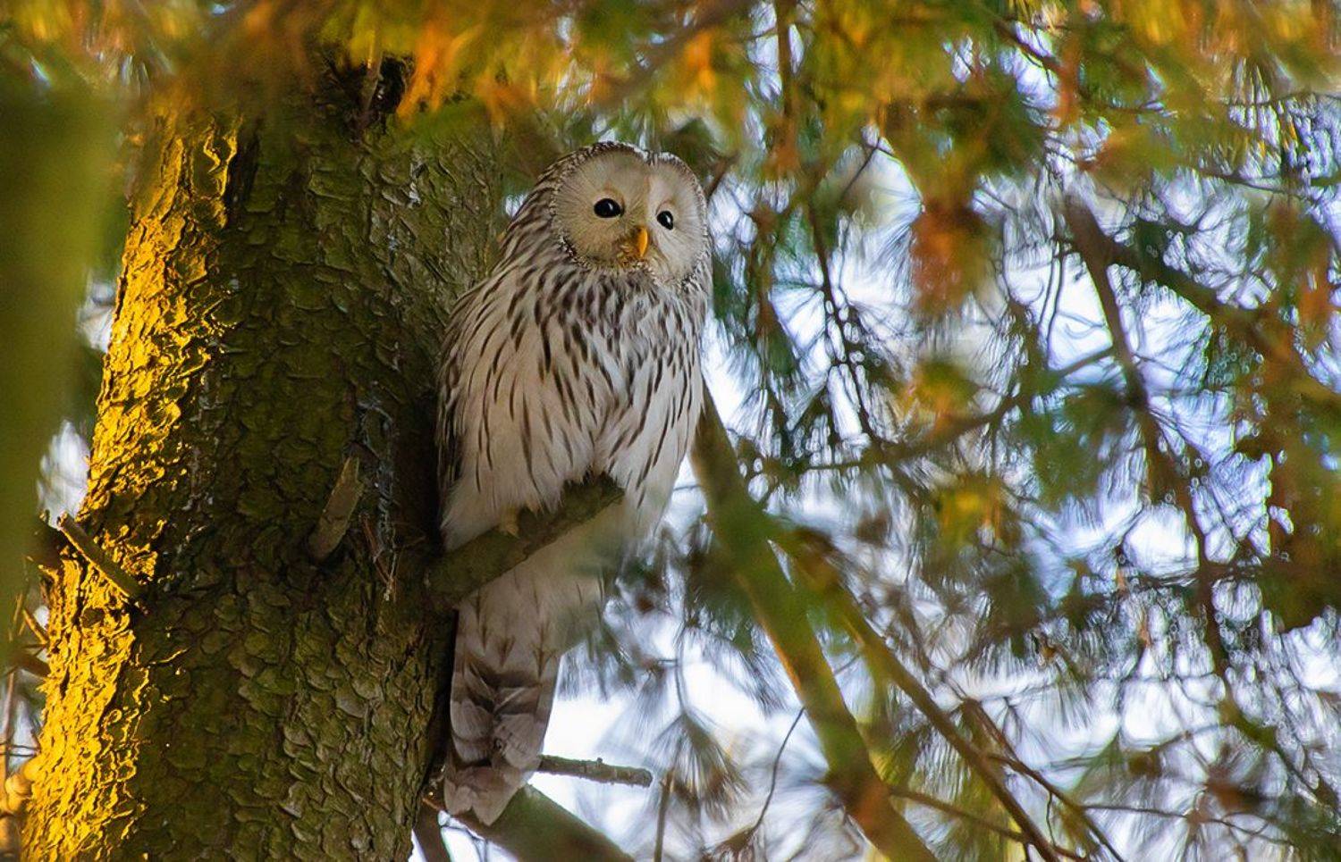 птица, неясыть, вечер, закат, Наталия Сытина
