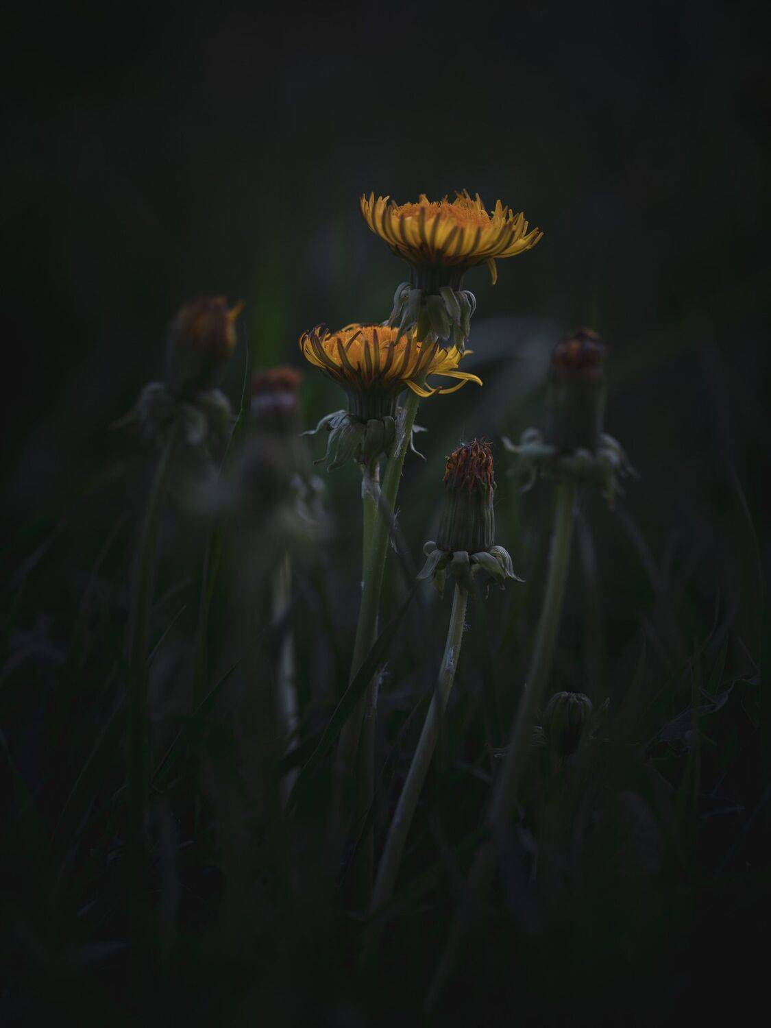 , Бравичева Анастасия