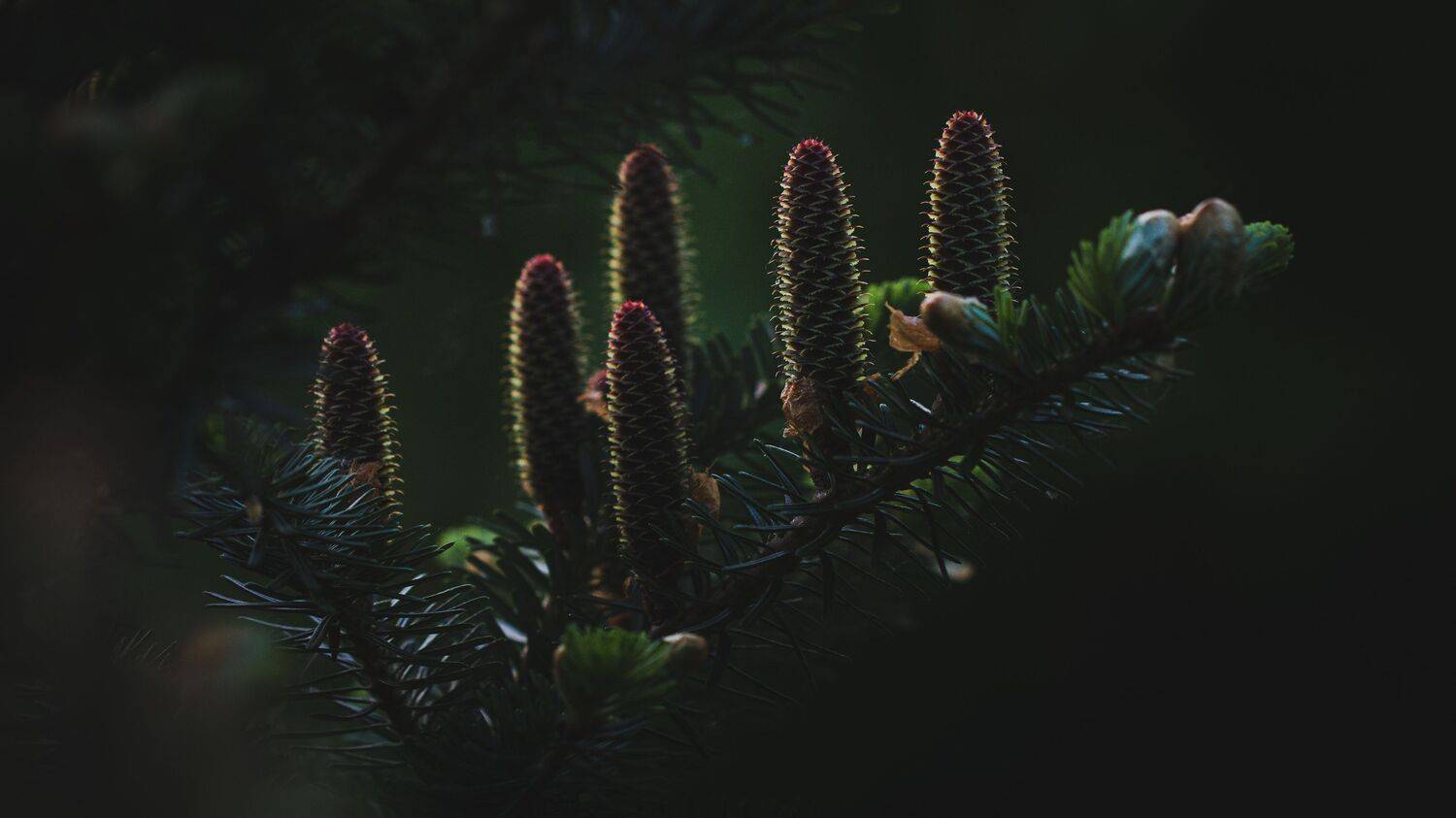 , Бравичева Анастасия