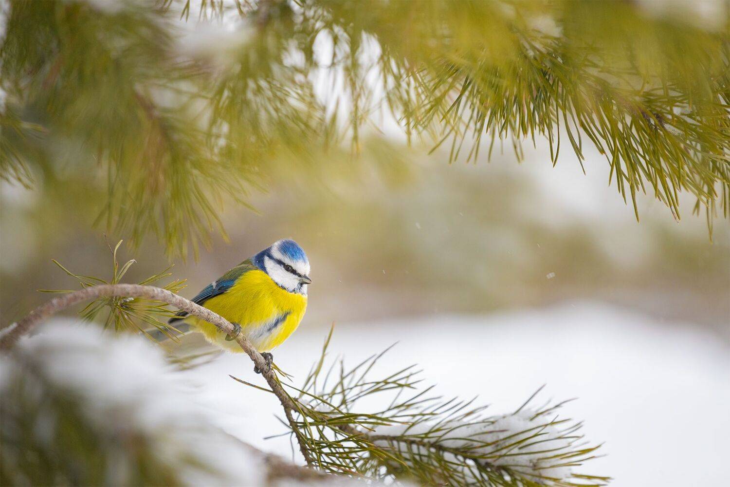 , Чудинин Дмитрий