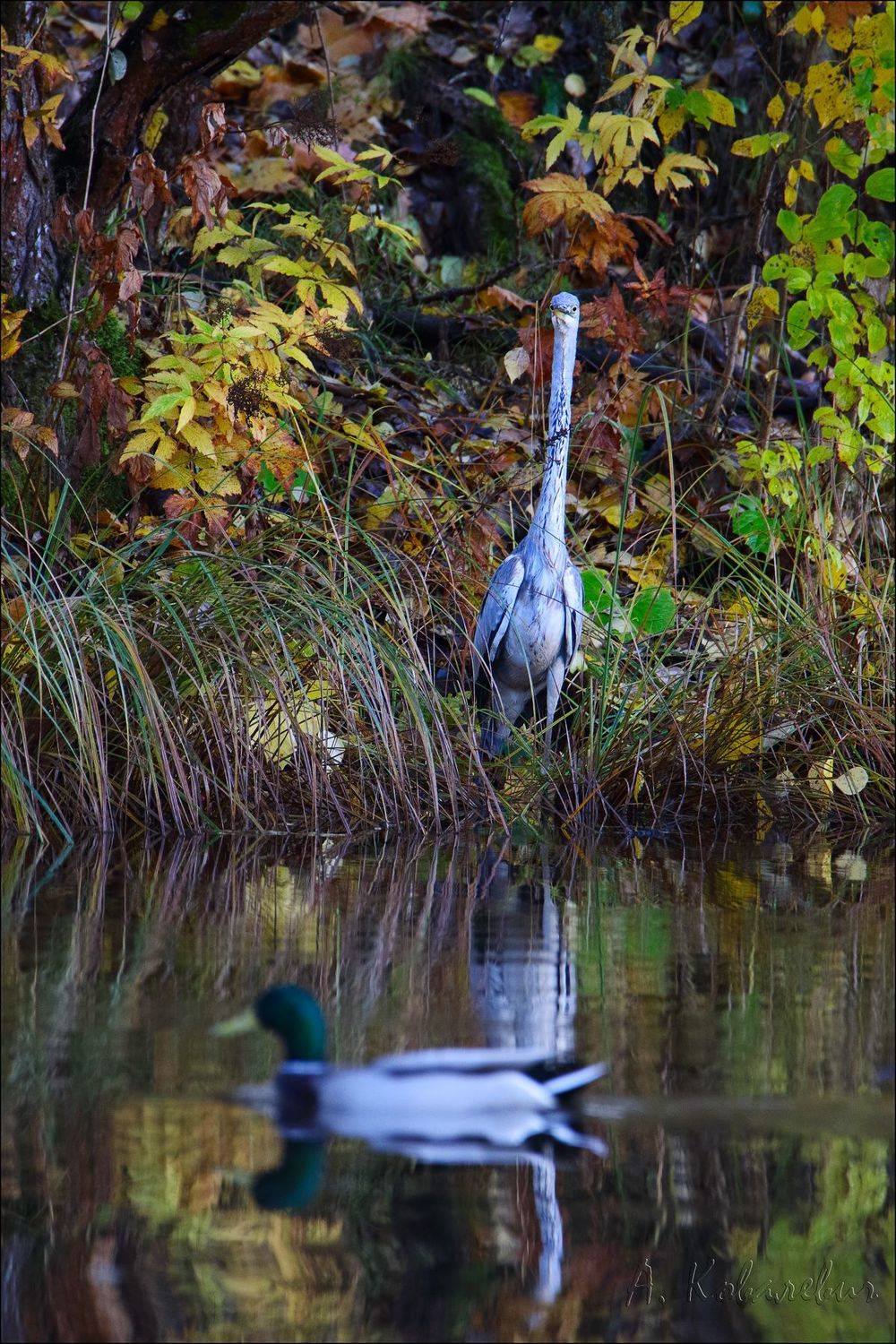 , Ковалевич А.