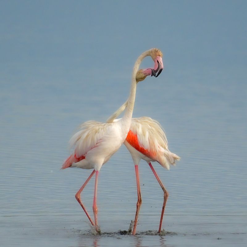 flamingo flamingo фото превью