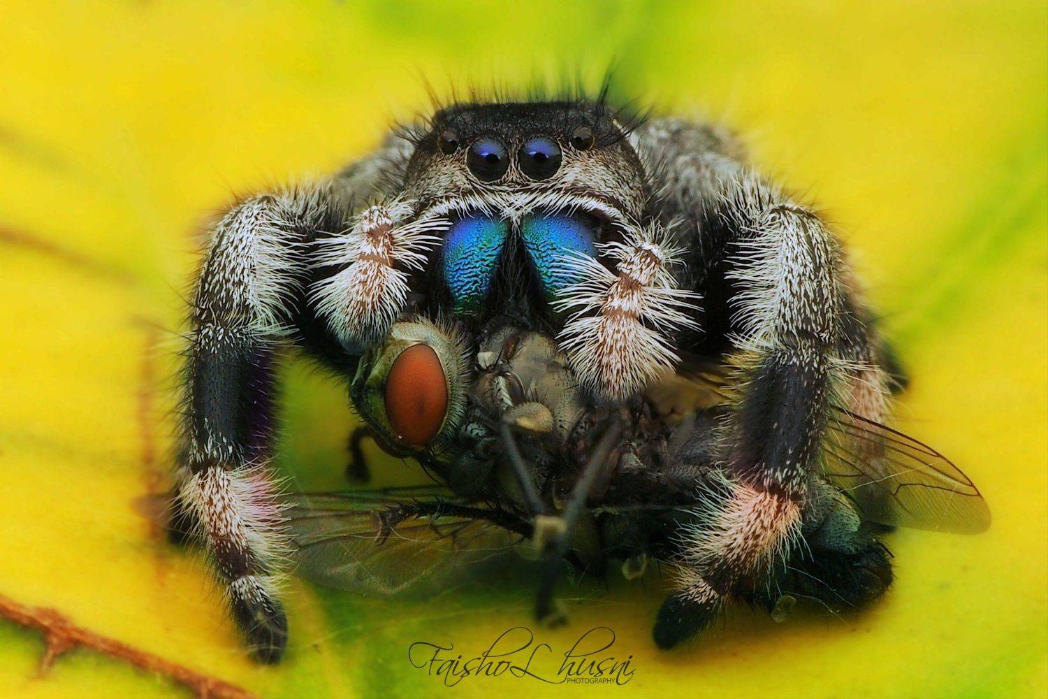 , muhammad faishol husni