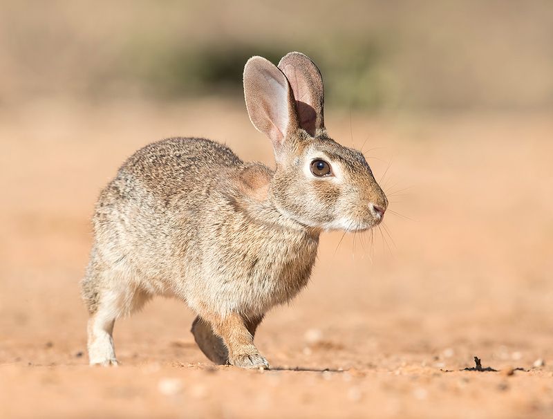флоридский кролик, eastern cottontail,кролик, tx, texas, cottontail С Новым Годом! Годом Кролика! Happy New Year! фото превью