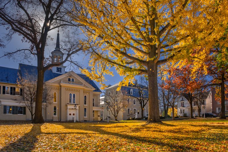 Glorious Ginkgo фото превью